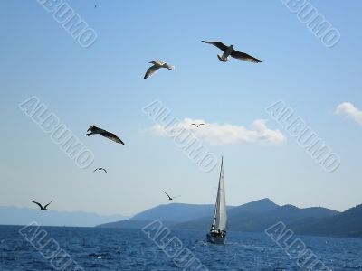 Flight of birds above the sea