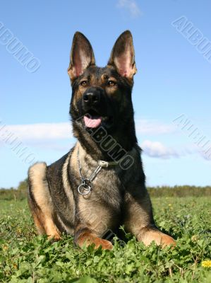 german shepherd