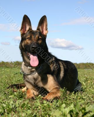 german shepherd