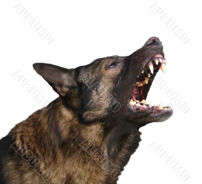 dangerous german shepherd