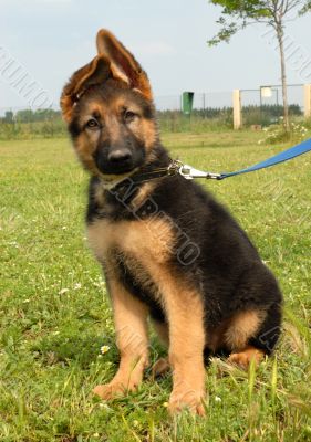 german shepherd