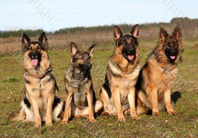 four german shepherds