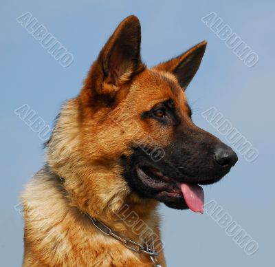 german shepherd