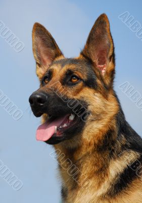 german shepherd