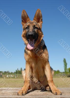 german shepherd