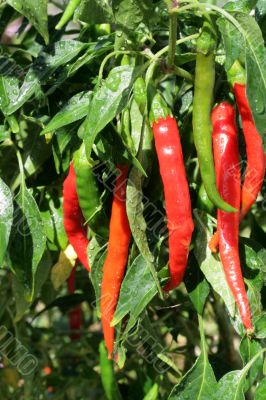 Hot peppers chili at the plants