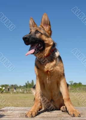 young german shepherd