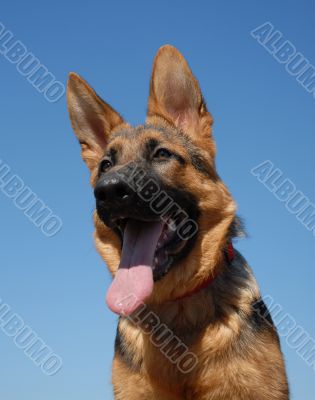 german shepherd