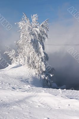 snowed and the frozen lonely tree
