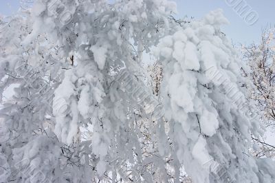 branch of a tree covered by a snow