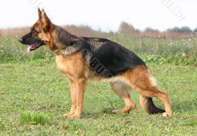 german shepherd
