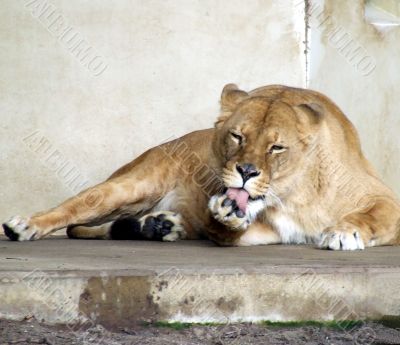 Lion licking paw