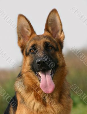 german shepherd