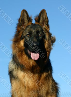 german shepherd
