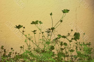 flower abstract textures and backgrounds