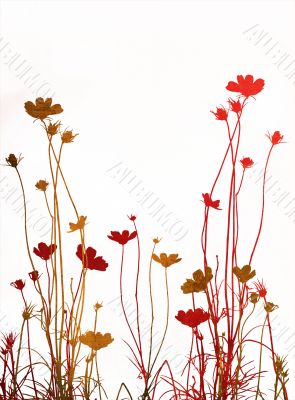 flower abstract textures and backgrounds