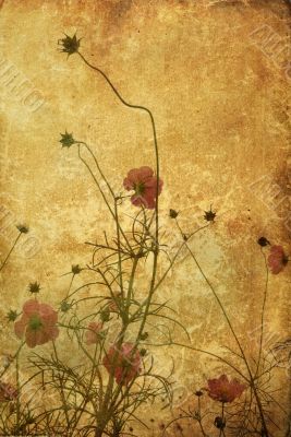 old-fashioned flower