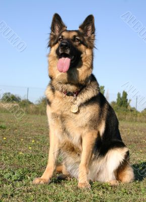 german shepherd