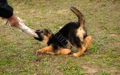 playing puppy german shepherd