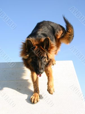 german shepherd