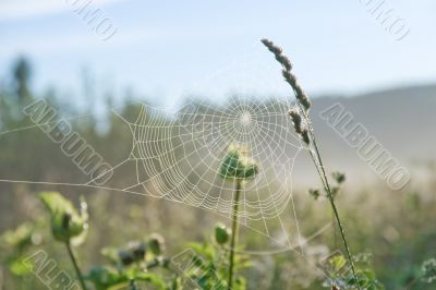Spider`s web