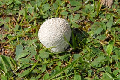 puffball