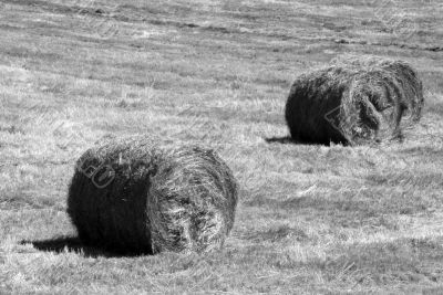 Hay field in summer