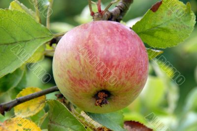 Apple