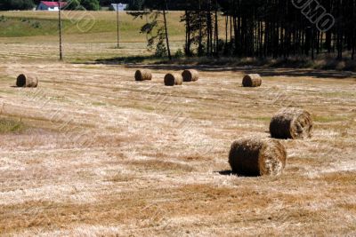 Hay field in summer