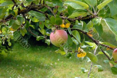 Photo of Apple