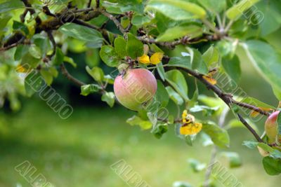 Photo of Apple