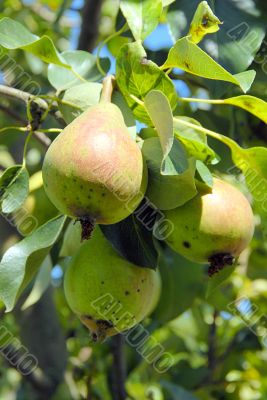 pears