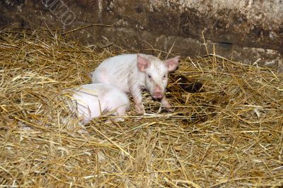 Piglets