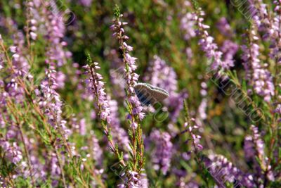 butterfly and heather