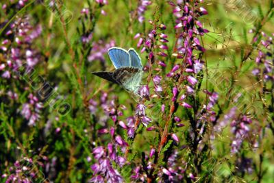 butterfly and heather