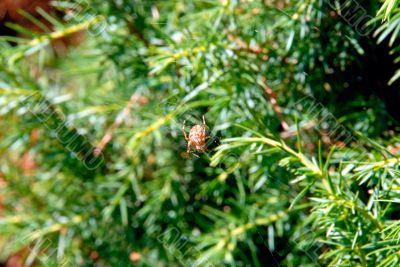 spider