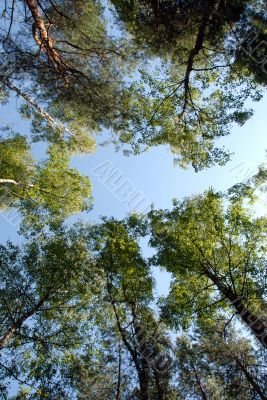 fragment of forest