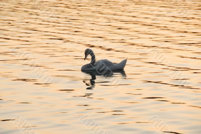 swan and lake