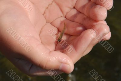 very young and little fish