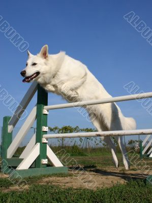 jumping white german shepherd
