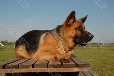 german shepherd