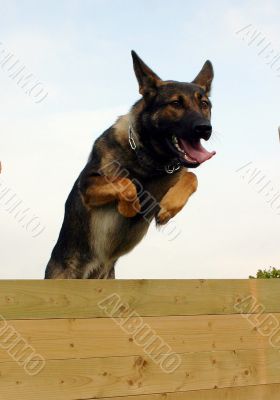 jumping german shepherd