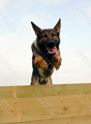 jumping german shepherd