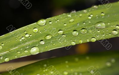 Droplets