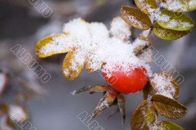 Snowed dog-rose