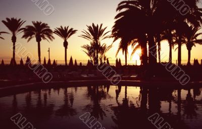 Palm pool sunset