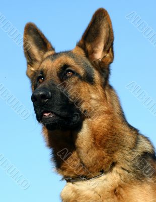 german shepherd