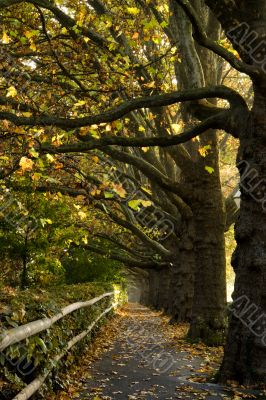 Maple Trees in Autumn