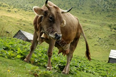 cow in mountains