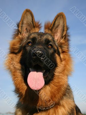 german shepherd